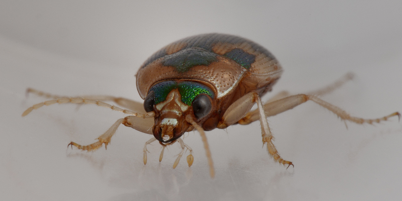 Carabidae: Omophron limbatum